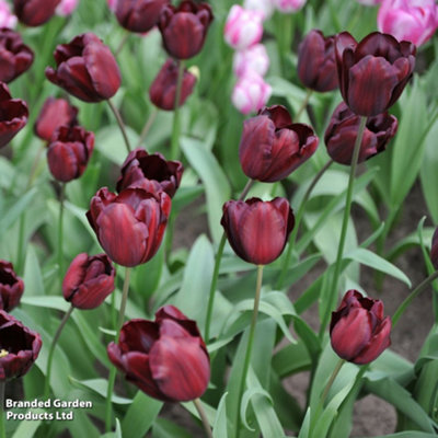 Spring Flowering Tulip Continental 16 Bulbs