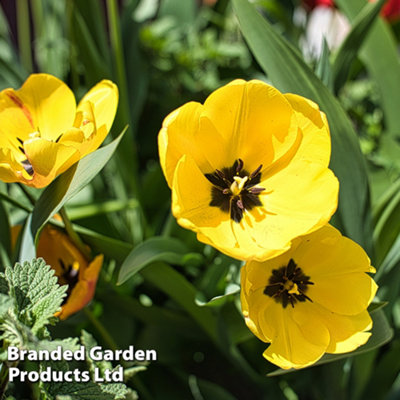 Spring Flowering Tulip Darwin Hybrid Golden Apeldoorn 20 Bulbs