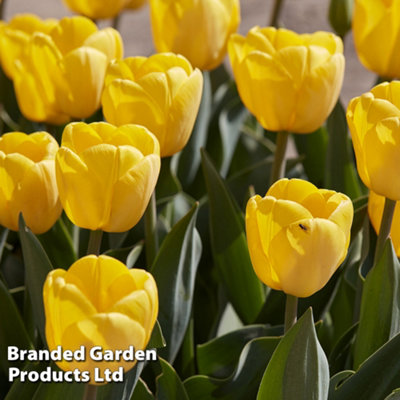 Spring Flowering Tulip Darwin Hybrid Golden Apeldoorn 20 Bulbs - 3