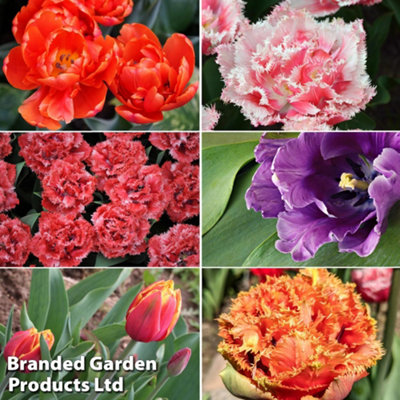 Spring Flowering Tulip Doubles Collection 30 Bulbs