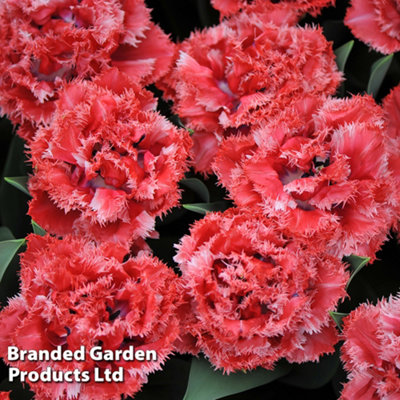 Spring Flowering Tulip Doubles Collection 30 Bulbs - 3