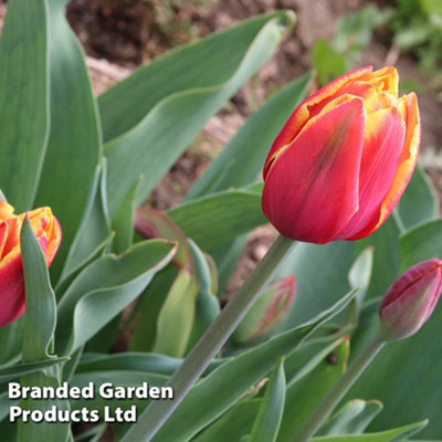 Spring Flowering Tulip Doubles Collection 30 Bulbs - 4
