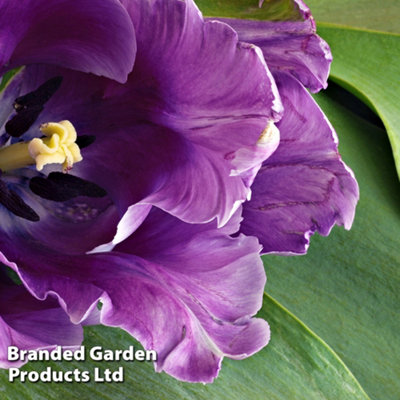 Spring Flowering Tulip Doubles Collection 30 Bulbs - 5