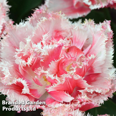 Spring Flowering Tulip Doubles Collection 30 Bulbs - 6