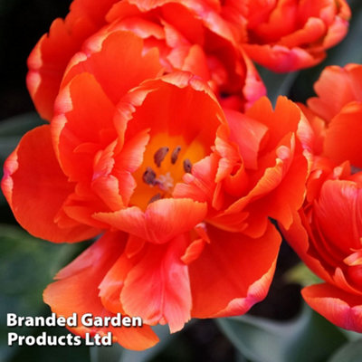 Spring Flowering Tulip Doubles Collection 30 Bulbs - 7