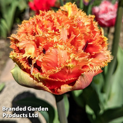 Spring Flowering Tulip Doubles Collection 30 Bulbs - 8