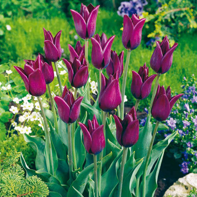 Spring Flowering Tulip Early Havran 20 Bulbs