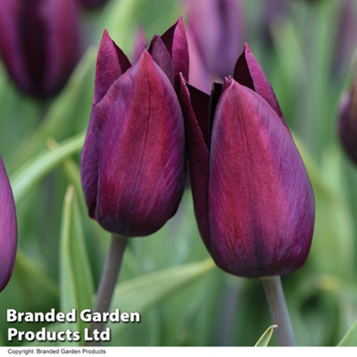 Spring Flowering Tulip Early Havran 20 Bulbs