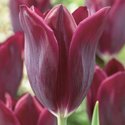 Spring Flowering Tulip Early Havran 20 Bulbs - 3