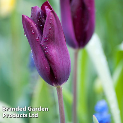 Spring Flowering Tulip Early Havran 20 Bulbs - 4