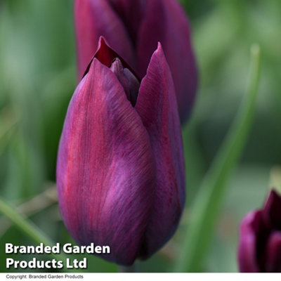 Spring Flowering Tulip Early Havran 20 Bulbs - 5
