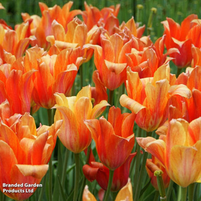 Spring Flowering Tulip El Nino 16 Bulbs