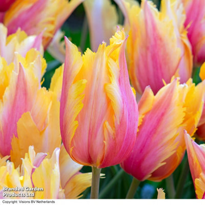 Spring Flowering Tulip Flaming Memory 16 Bulbs