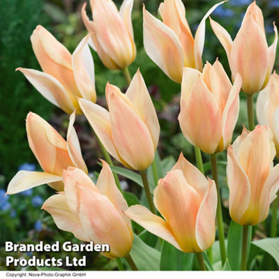 Spring Flowering Tulip Fur Elise 30 Bulbs