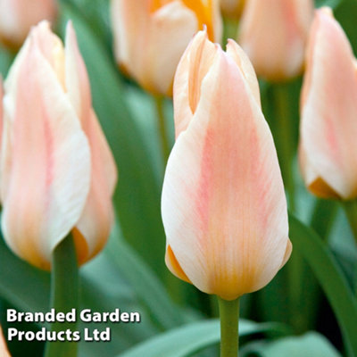 Spring Flowering Tulip Fur Elise 30 Bulbs
