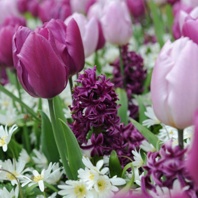 Spring Flowering Tulip, Hyacinth + Anemone Collection 60 Bulbs