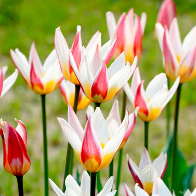Spring Flowering Tulip Ice Stick 30 Bulbs