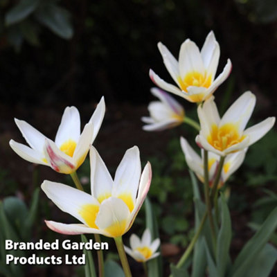 Spring Flowering Tulip Ice Stick 30 Bulbs
