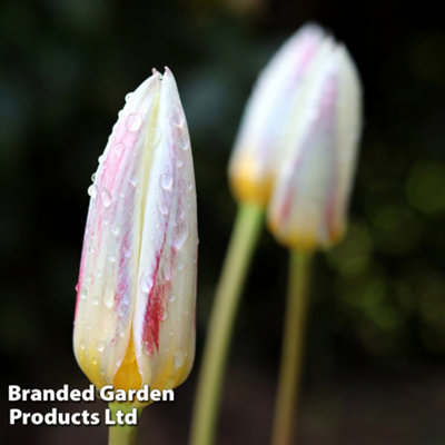 Spring Flowering Tulip Ice Stick 30 Bulbs - 4