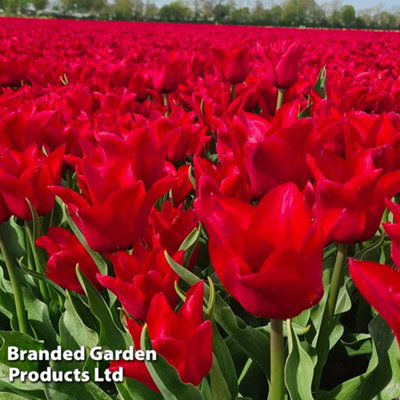 Spring Flowering Tulip Invitation 16 Bulbs