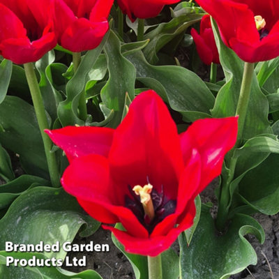 Spring Flowering Tulip Invitation 16 Bulbs - 3