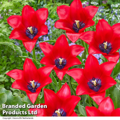 Spring Flowering Tulip Invitation 16 Bulbs - 4