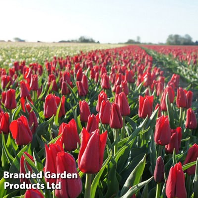 Spring Flowering Tulip Invitation 16 Bulbs - 5