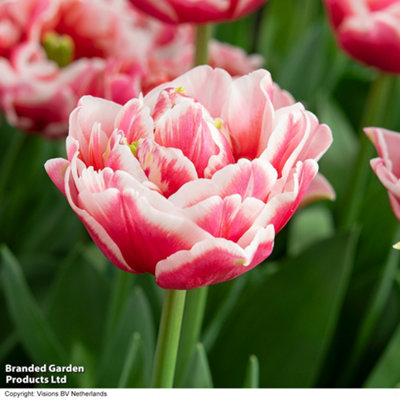 Spring Flowering Tulip Lets Dance 8 Bulbs