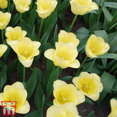 Spring Flowering Tulip Mid World Friendship 20 Bulbs
