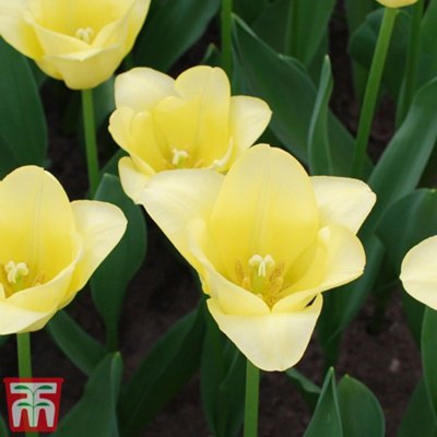 Spring Flowering Tulip Mid World Friendship 20 Bulbs