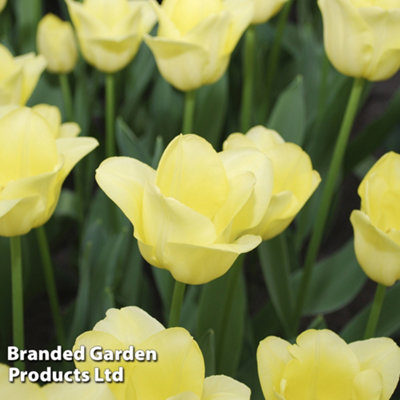 Spring Flowering Tulip Mid World Friendship 20 Bulbs - 3