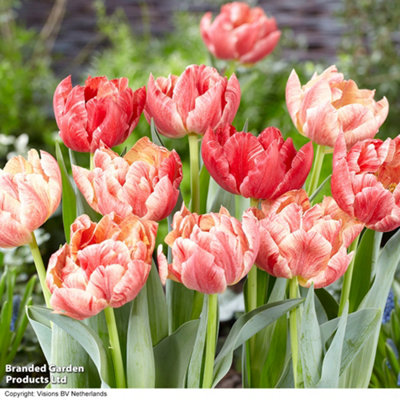 Spring Flowering Tulip Peptalk 16 Bulbs