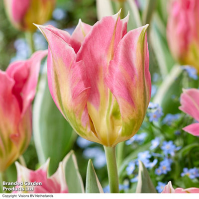 Spring Flowering Tulip Pink Artist 16 Bulbs