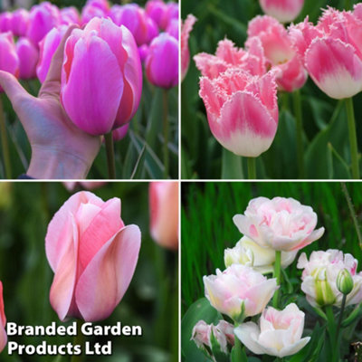 Spring Flowering Tulip Pretty in Pink Collection 32 Bulbs