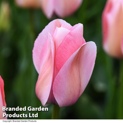 Spring Flowering Tulip Pretty in Pink Collection 32 Bulbs - 3