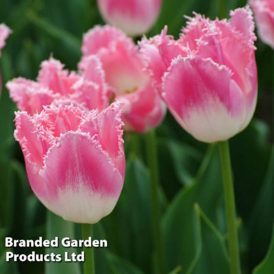 Spring Flowering Tulip Pretty in Pink Collection 32 Bulbs - 4