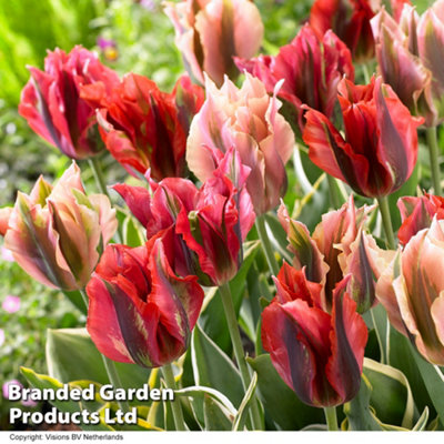 Spring Flowering - Tulip viridiflora Mix 8 Bulbs