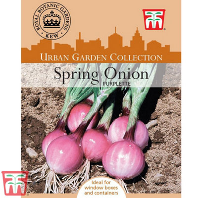 Spring Onion Purplette 1 Seed Packet (250 Seeds) | DIY at B&Q