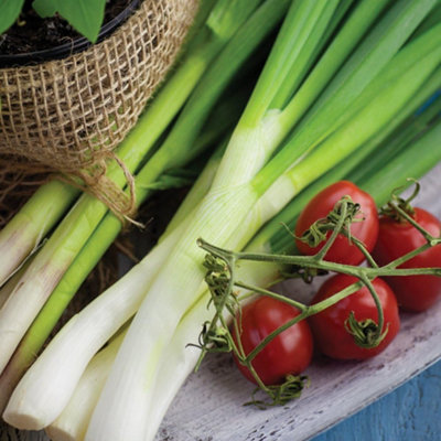 Spring Onion White Lisbon 1 Seed Packet (500 Seeds) - 3