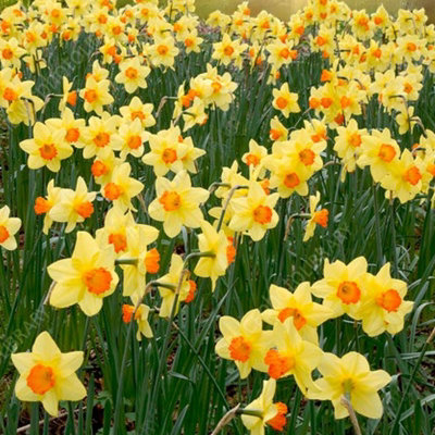 Spring Spectacular 100 x Bulb Mix - Mixed Variety of Spring Flowering ...