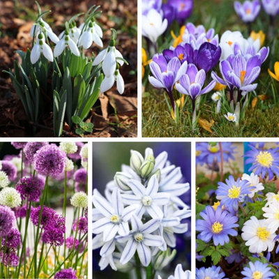 Spring Splash Bulb Bundle 268x Mixed Bulbs Including Allium Big Impact ...