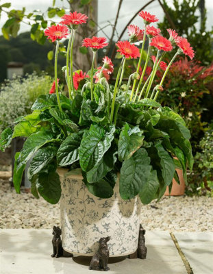 Springer Spaniel Plant Pot Feet - Set of 3