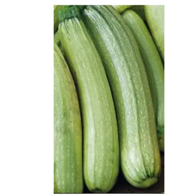 Squash Seeds Genovese (15 Seeds)  Zucchini/Courgette  UK Garden Vegetable Seeds Non-GMO Indoor Outdoor Growing Pack
