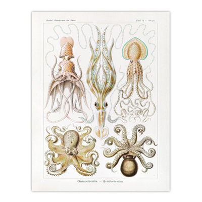 Squid and Octopus Vintage s Haeckel Botanical Wall Art Poster Print 12X16