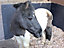 Stable Wall Mat Horsebox Trailer EVA 6ft x 4ft x 10mm Equine Pony
