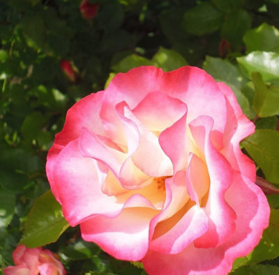 Standard Birthday Girl Rose Plant Tree 4-5ft Supplied in a 7.5 Litre Pot
