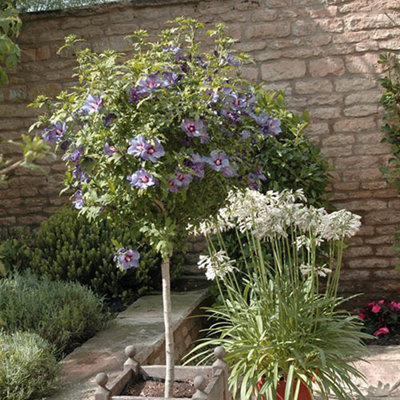 Standard Hibiscus Tree 'Marina Blue' 90cm-1.2m Tall in a 3L Pot