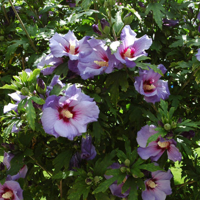 Standard Hibiscus Tree 'Marina Blue' 90cm-1.2m Tall in a 3L Pot - 3
