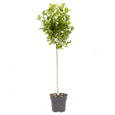 Standard Hibiscus Tree 'Marina Blue' 90cm-1.2m Tall in a 3L Pot - 4