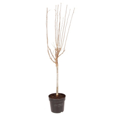 Standard Hibiscus Tree 'Marina Blue' 90cm-1.2m Tall in a 3L Pot - 5
